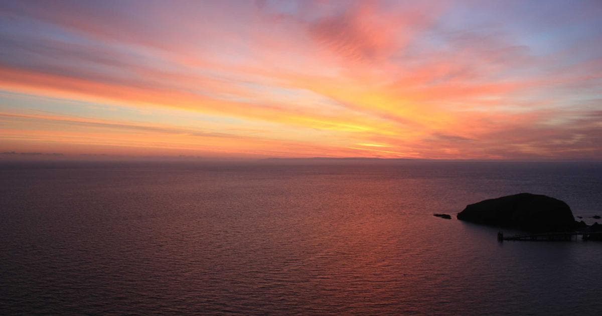 Orange tabby cat looking playful