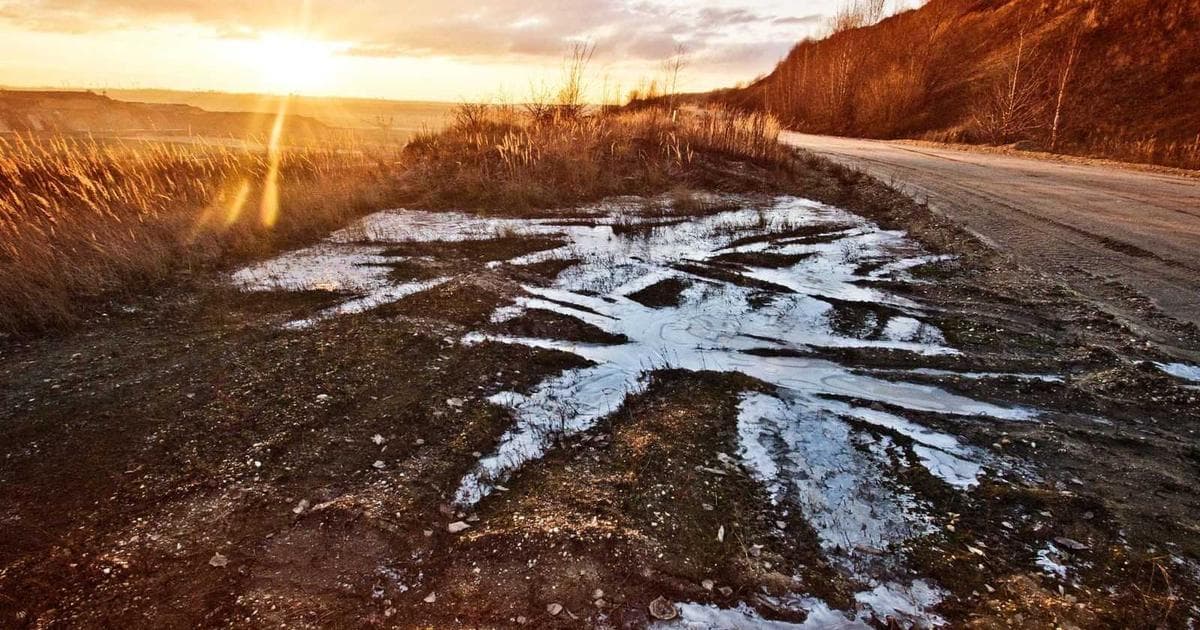 Dog being groomed outdoors