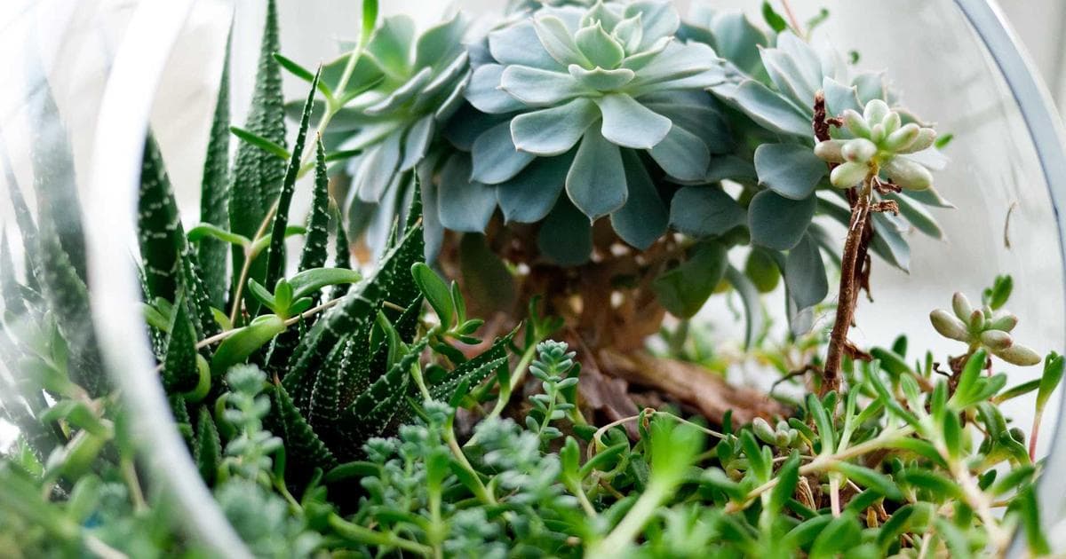 Dog eating from a bowl